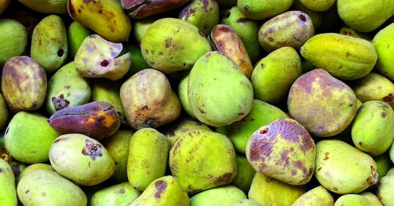 2000 بذرة قرم من عُمان لاستزراعها في محمية الجهراء