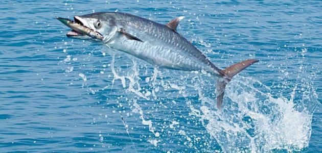 الخميس .. بدء حظر صيد أسماك الكنعد