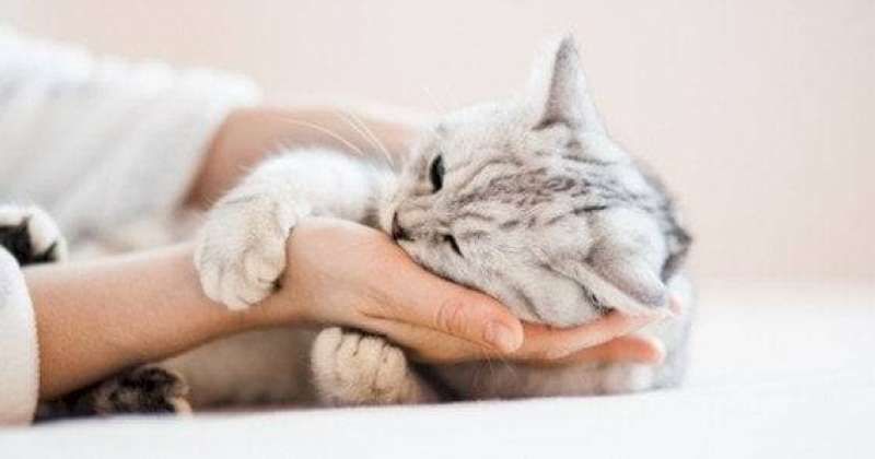 إشهار الجمعية الكويتية للرفق بالحيوان