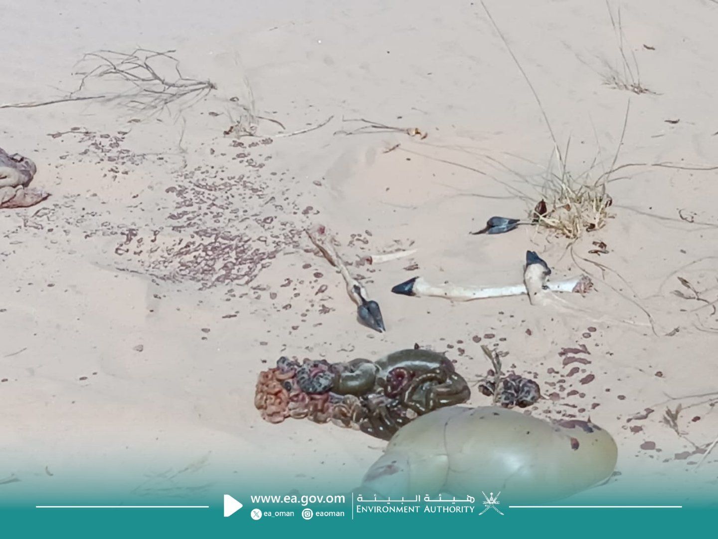 تعدى على الحياة الفطرية .. ضبط مواطن قام باصطياد غزال عربي