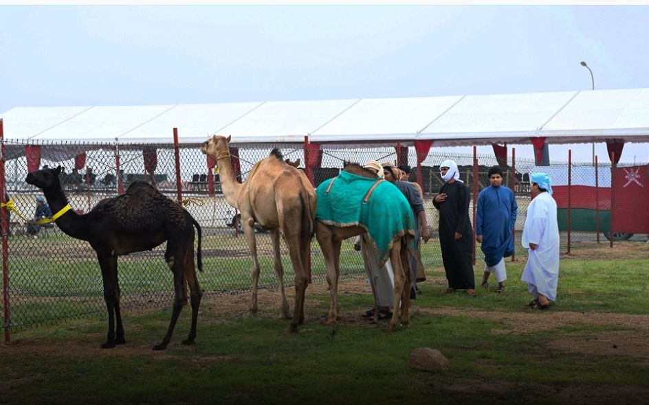 انطلاق مهرجان ظفار للمزاينة والمحالبة