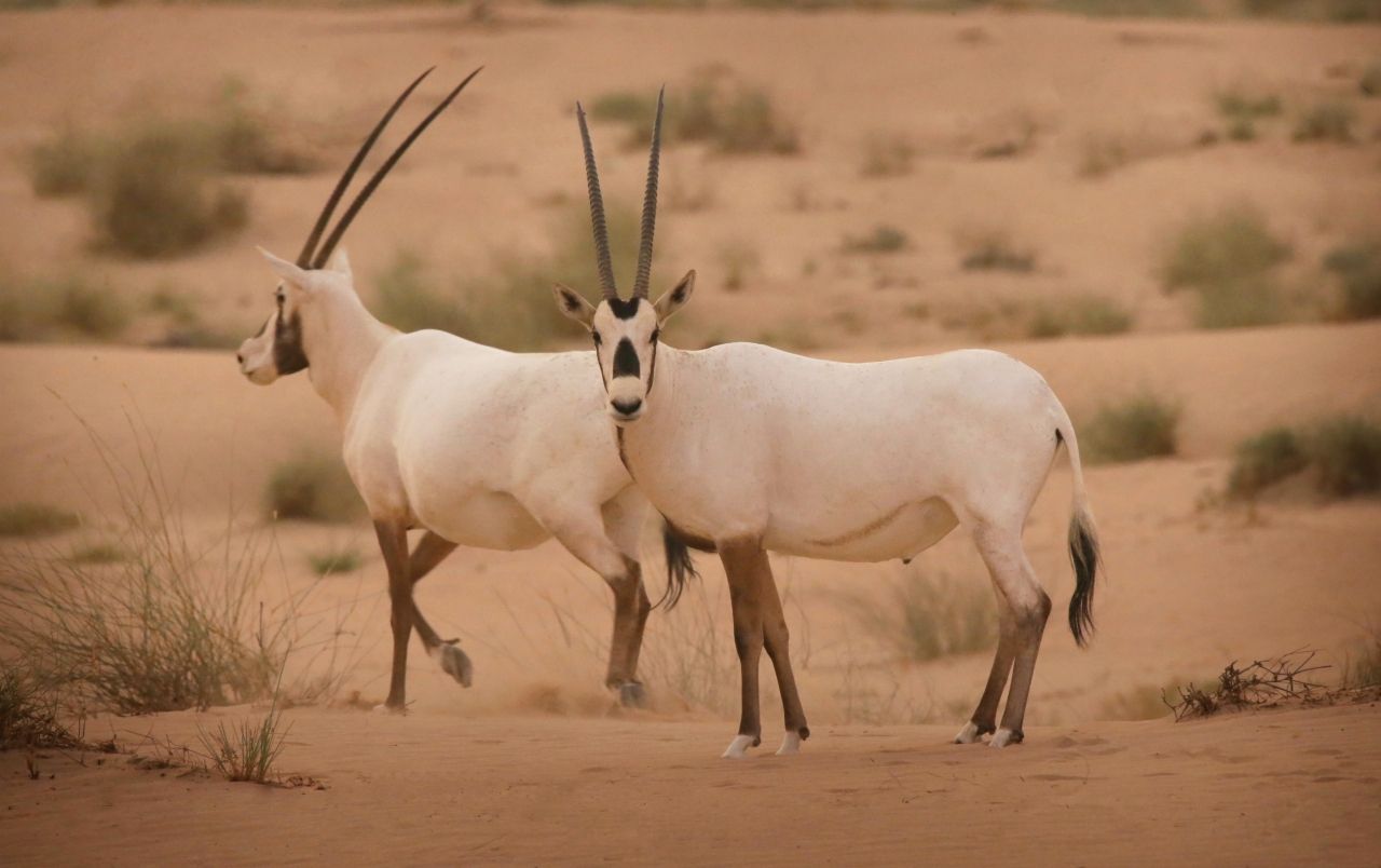 الإمارات تعزز ريادتها العالمية في حماية الأنواع المهددة بالانقراض