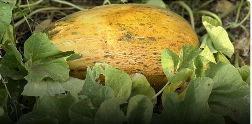 يزرع بمحافظة الظاهرة .. تعرف على المحصول العماني النقي