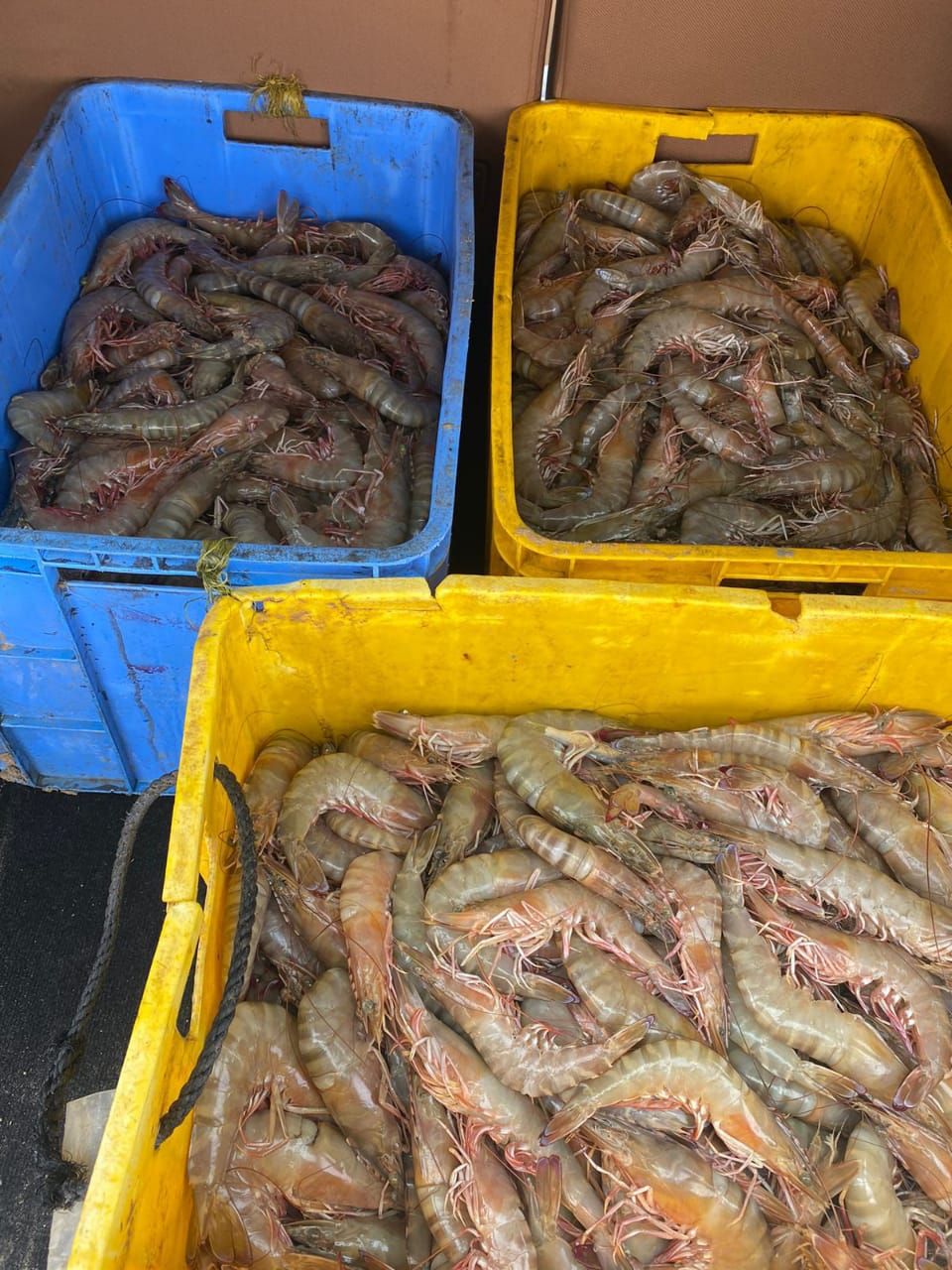 صيد الربيان خارج الموسم .. ضبط 5 قوارب صيد غير مرخصه