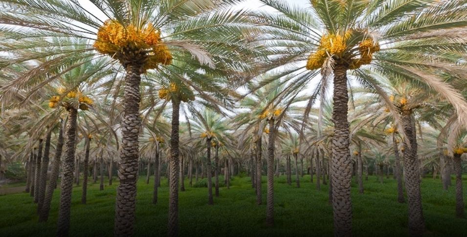 “فيجن بالم”.. نظام متعدد الوظائف لمساعدة مزارعي النخيل