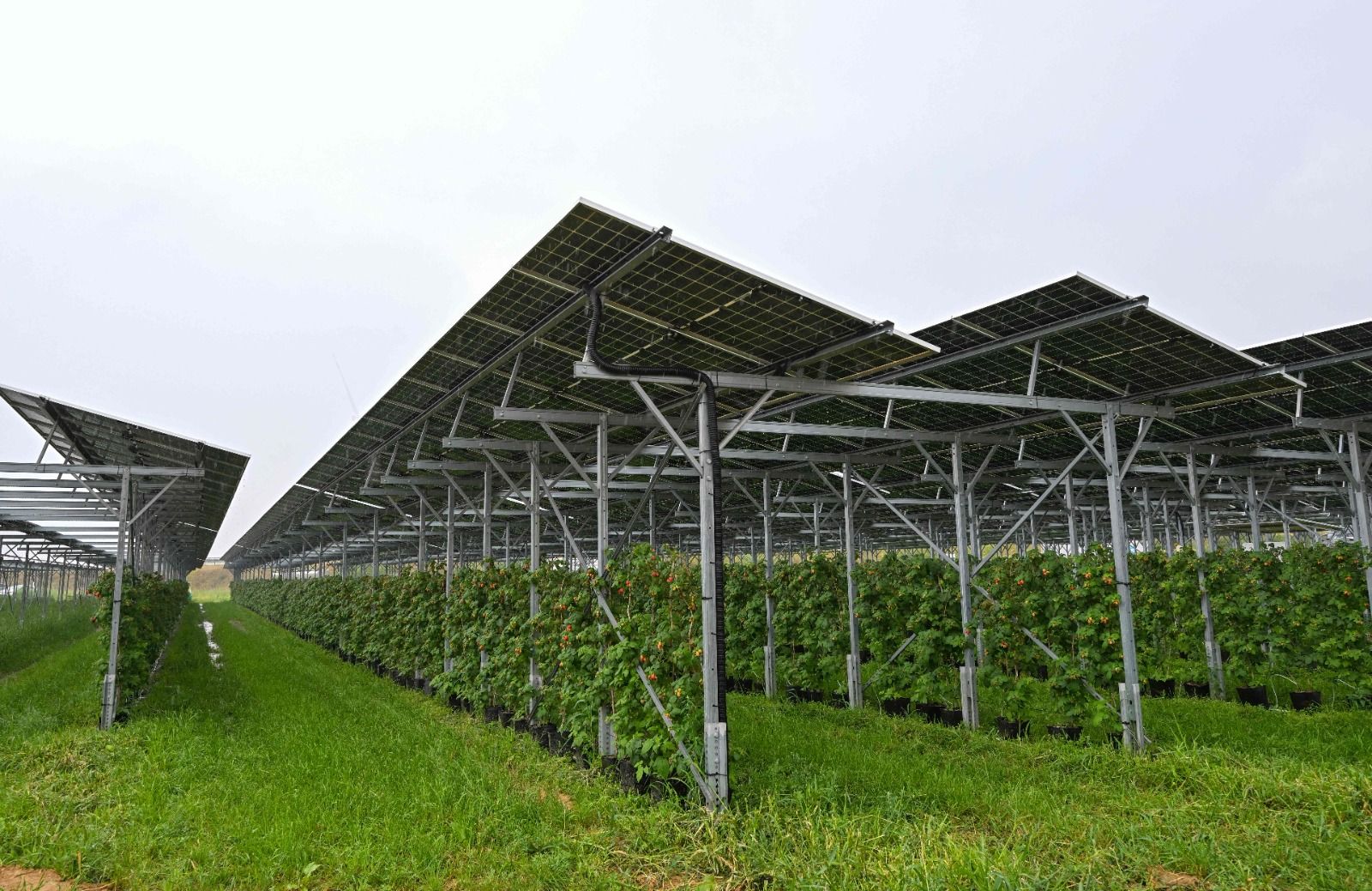 هل تصبح أستراليا أكبر منطقة للطاقة الشمسية في العالم؟