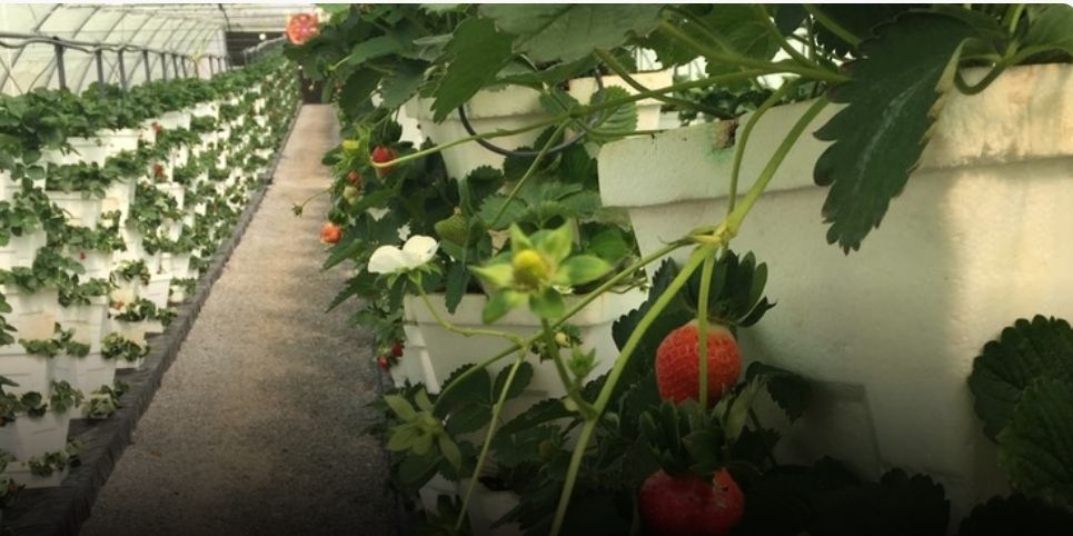 65 فرصة استثمارية في مجال الأمن الغذائي بجنوب الباطنة