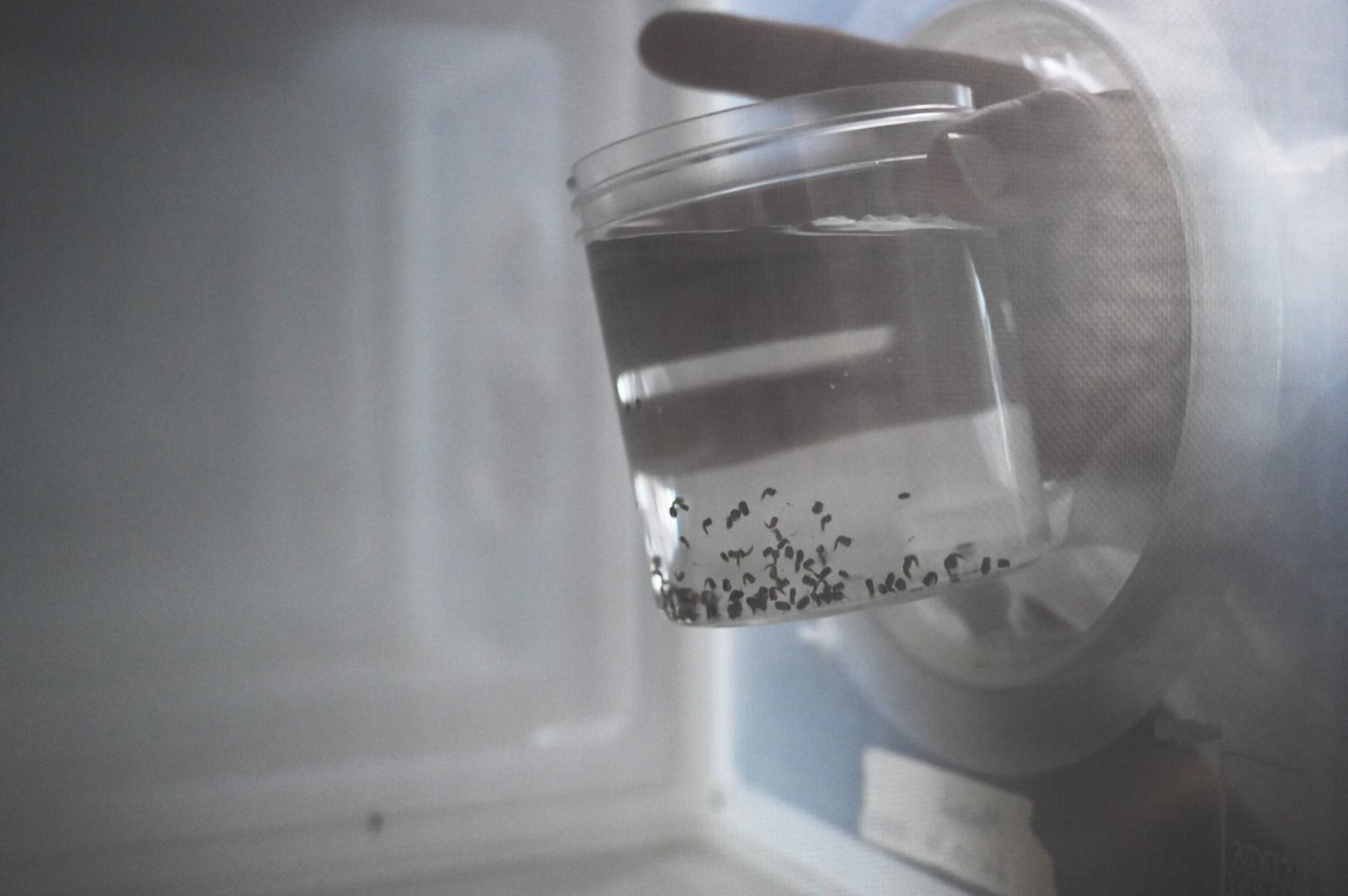 كيف تستخدم البعوضة الزاعجة الأشعة تحت الحمراء لرصد أهدافها؟