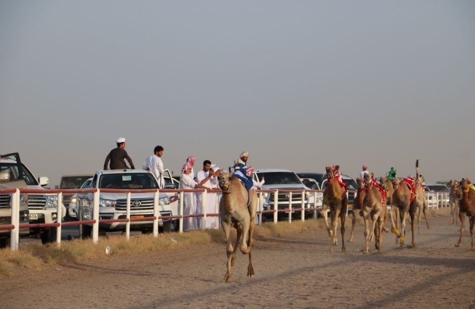 انطلاق منافسات سباق الهجن بولاية أدم