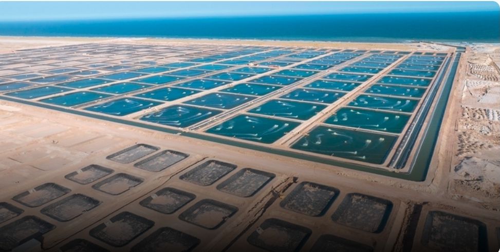 5 فرص استثمارية في المجال السمكي سيتم طرحا قريبا في منصة “تطوير”