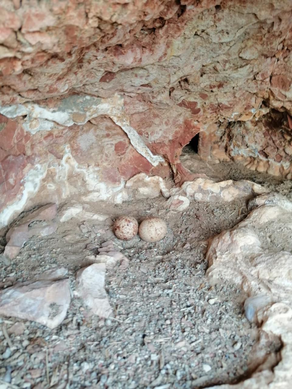 هيئة البيئة تنهي المرحلة الأولى من المسح الميداني السنوي للصقر الأدهم