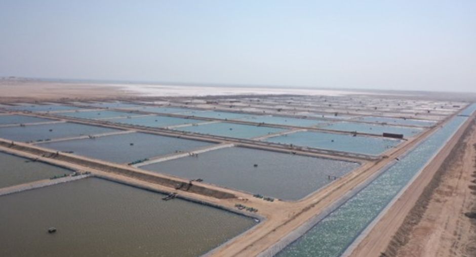 مشروعات الاستزراع السمكي تشهد ارتفاعًا مستمرًّا في الإنتاج السمكي في سلطنة عُمان