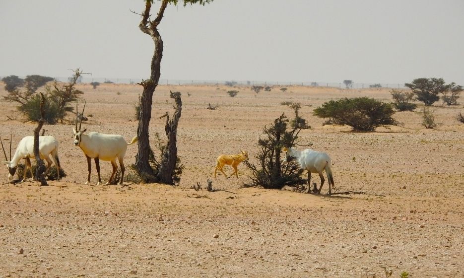 أكثر من 1300 زائر لمحمية المها العربية