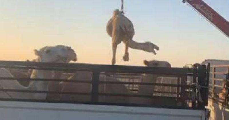 «شرطة البيئة»: ضبط 3 أشخاص لمخالفتهم القوانين والأنظمة في رعي الإبل