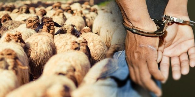 القبض على أربعة أشخاص بتهمة سرقة مواشي