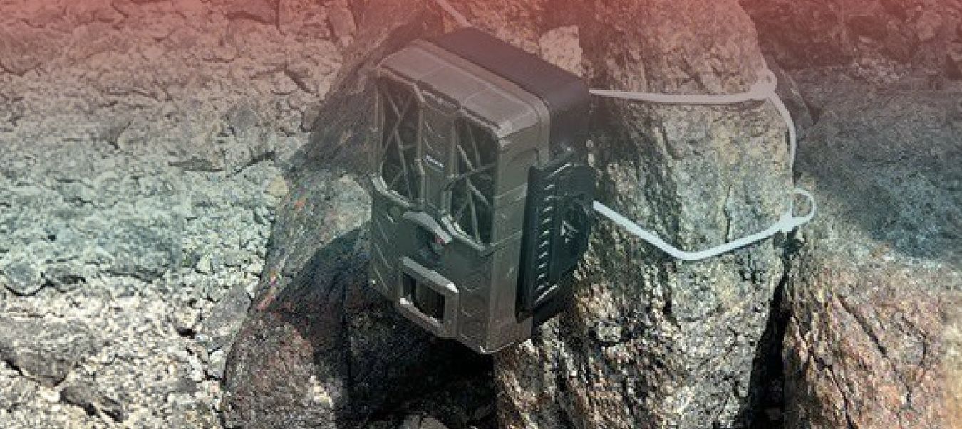 ” هيئة البيئة ” تُنبه بعدم العبث بالكاميرات الفخية التي وضعتها في عدد من المواقع