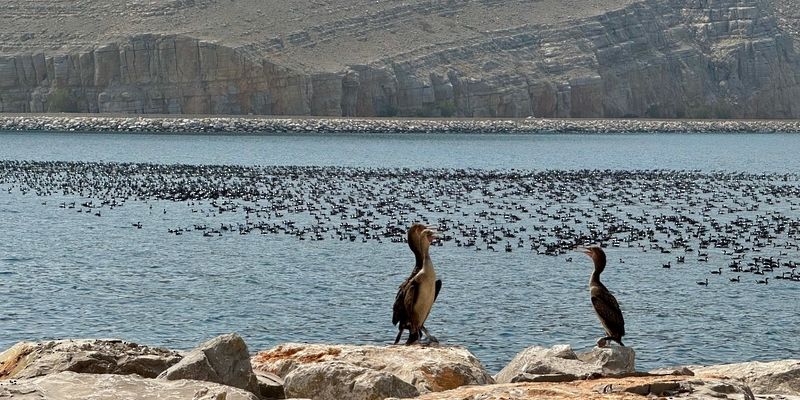 تنفيذ عدد من المسوحات للحياة البرية والبحرية بمسندم