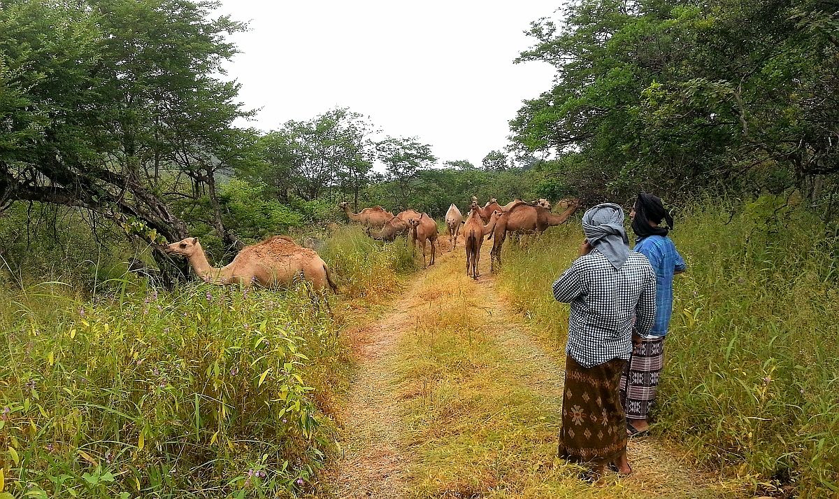 ظفار تستقبل موسم الربيع “الصرب” فلكيًّا 