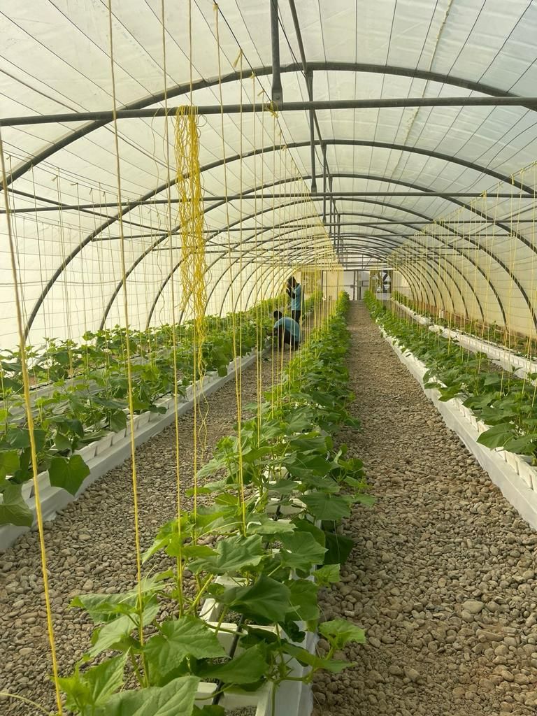 مشاريع استثمارية بأكثر من 6 ملايين ريال عُماني..لتعزيز منظومة الأمن الغذائي بالبريمي