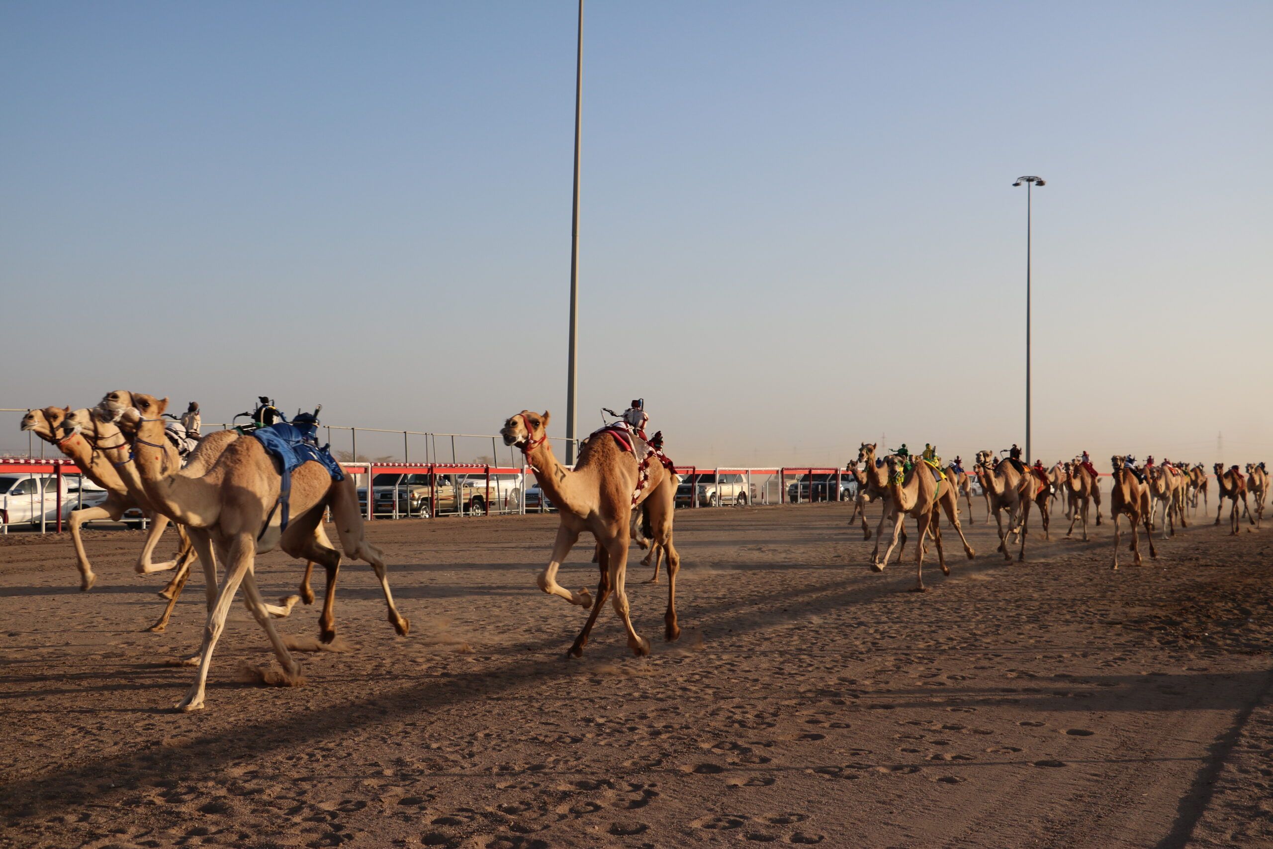 تواصل منافسات المحطة الأولى من سباقات الهجن الأهلية بولاية أدم