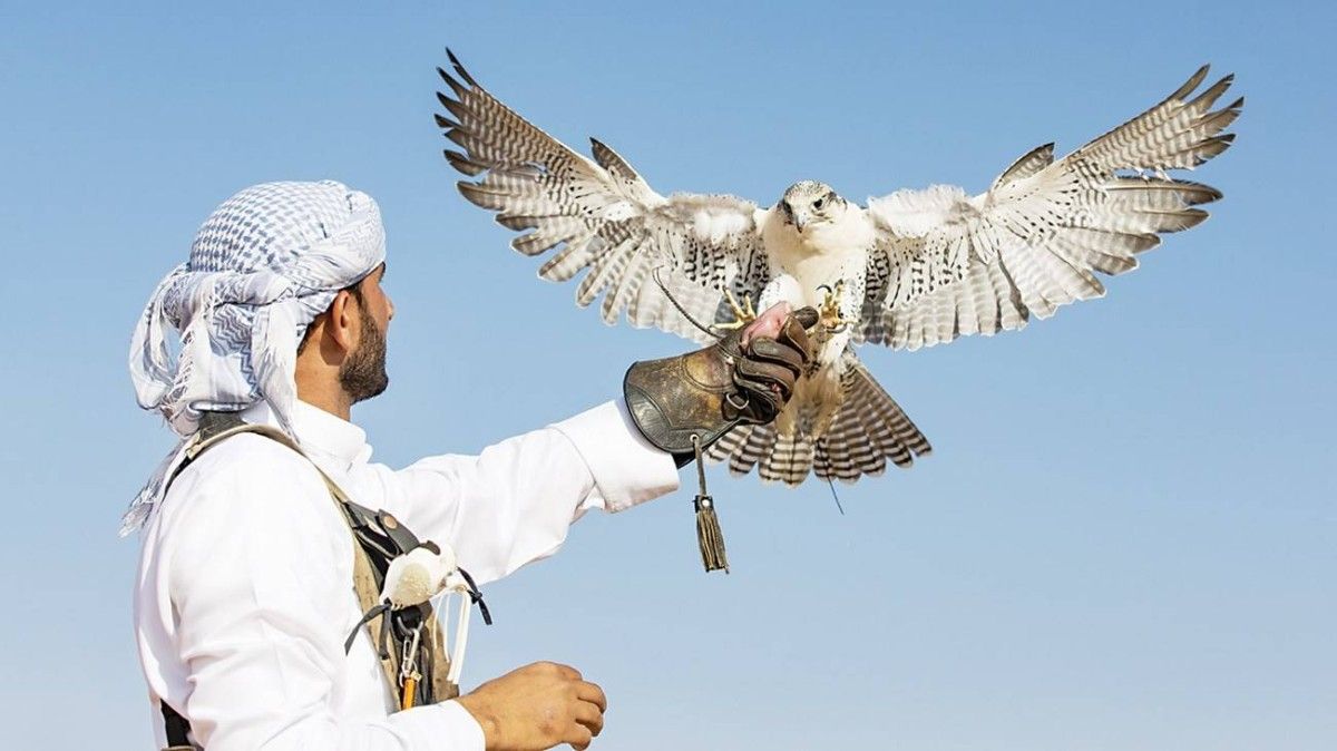 انطلاق موسم الصيد بالصقور في أبوظبي