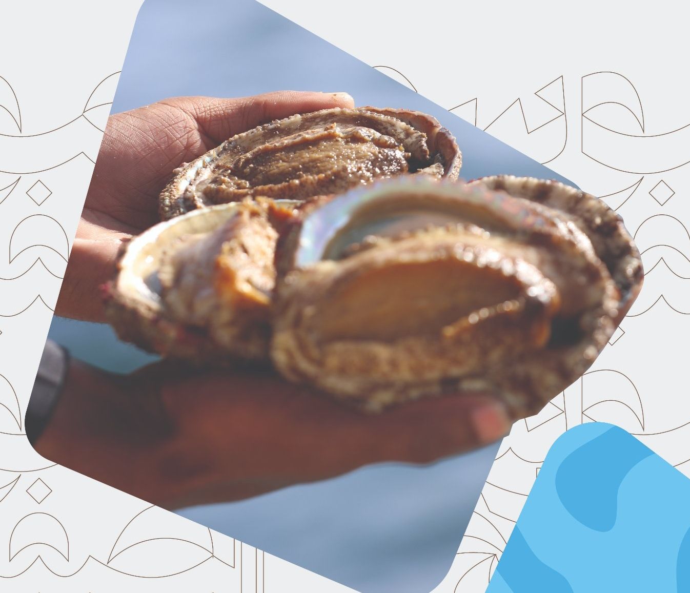 تمديد استقبال طلبات الحصول على تراخيص الغوص لصيد الصفيلح