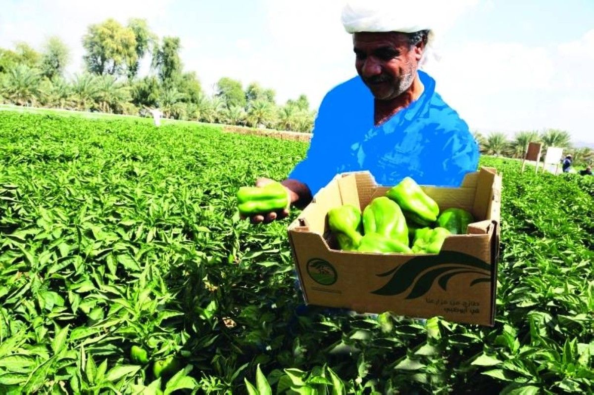 الزراعة المستدامة في الإمارات.. نقلة نوعية لتحقيق الاكتفاء الذاتي