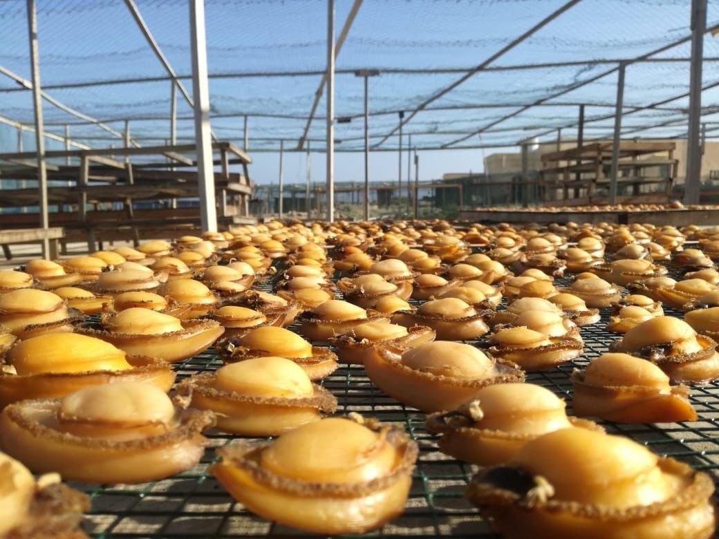 انتهاء موسم الغوص لصيد الصفيلح بظفار