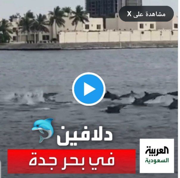 مرعب في السعودية… ظهور اسماك قاتلة تبتلع كل شيء امامها في مدينة جدة