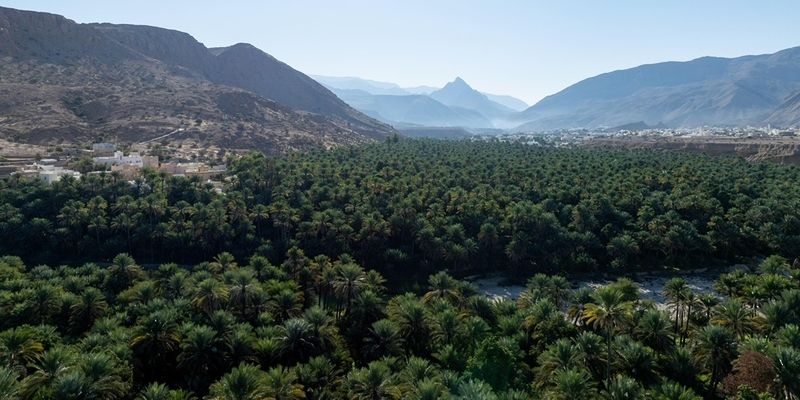 أكثر من 293 ألف فدان إجمالي المساحات المزروعة بسلطنة عُمان