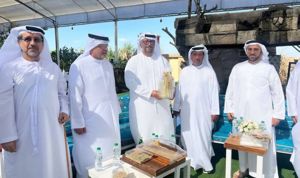 مزارعو الإمارات يحتفون بوفرة إنتاج الأرز