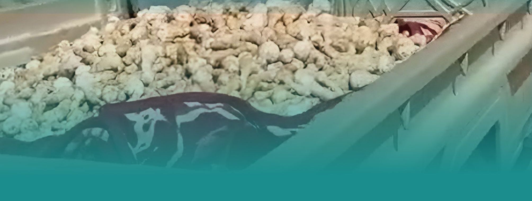 توضيح حول المقطع المتداول بتجميع الفطر في ولاية بدية بشمال الشرقية