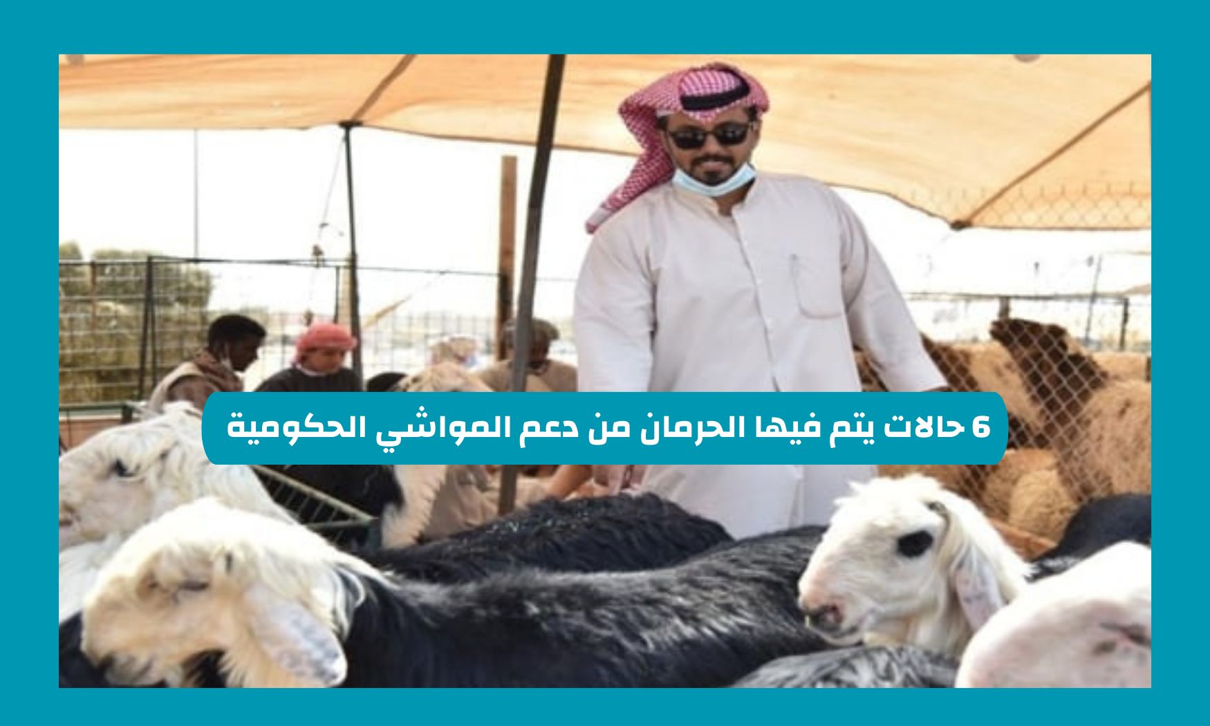 6 حالات قد تتسبب في حرمانك من دعم المواشي في السعودية