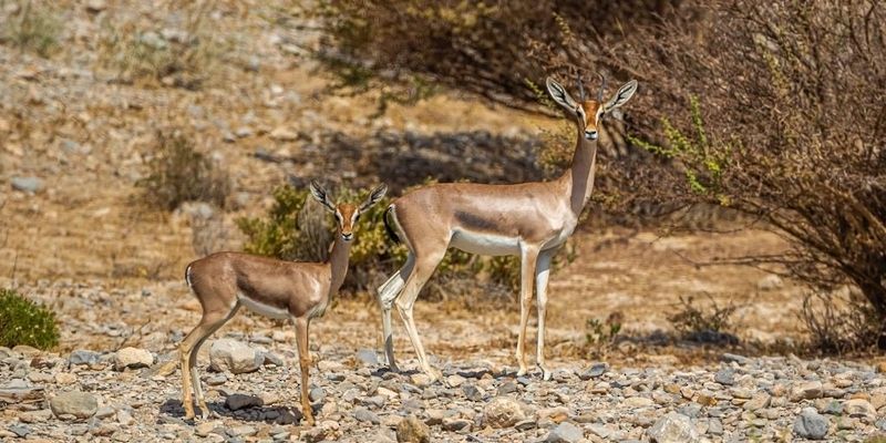 مبادرات متنوعة لحماية البيئة وصون التنوع الجيولوجي بالبريمي