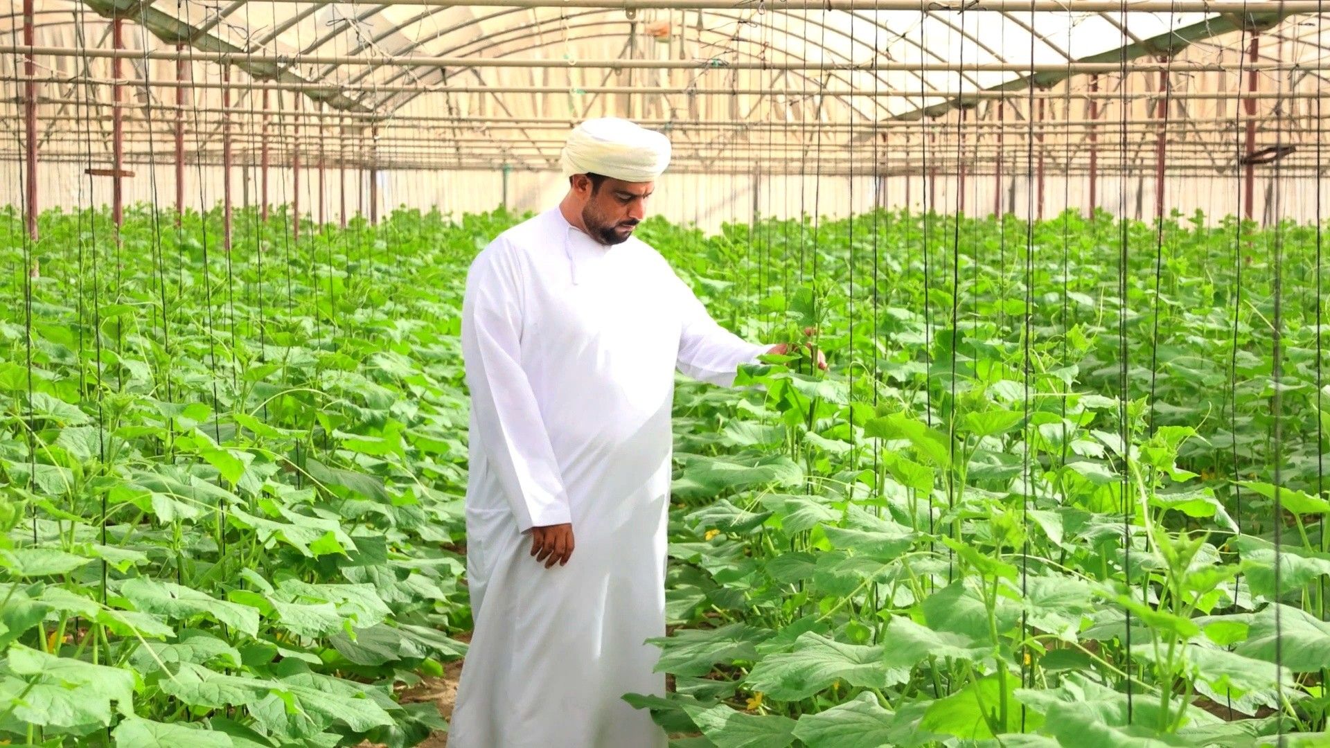 مساحة الأراضي الزراعية تبلغ أكثر من 46 ألف فدان بشمال الباطنة