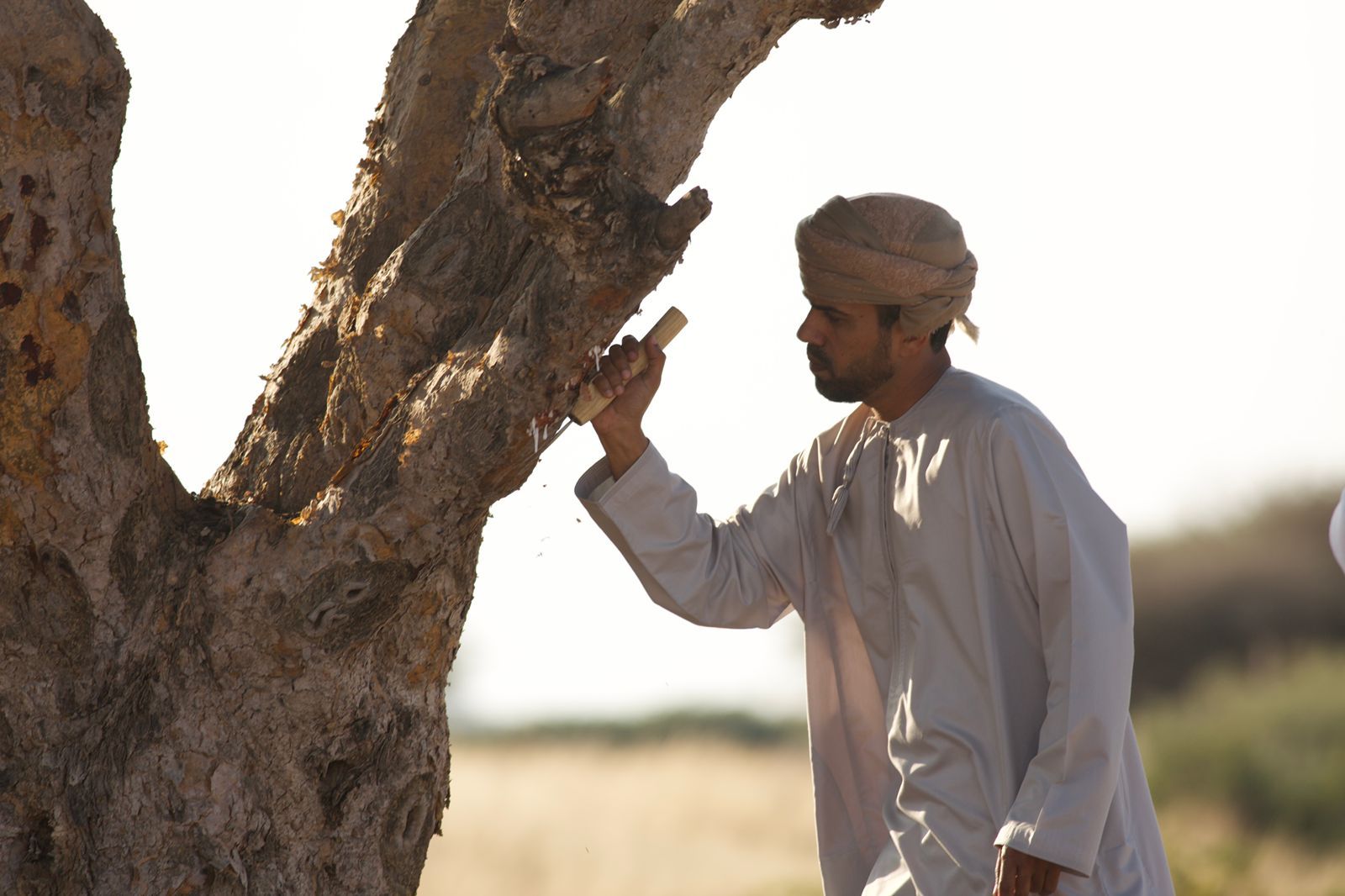 غداً .. انطلاق فعاليات موسم اللبان الثالث بمحافظة ظفار.