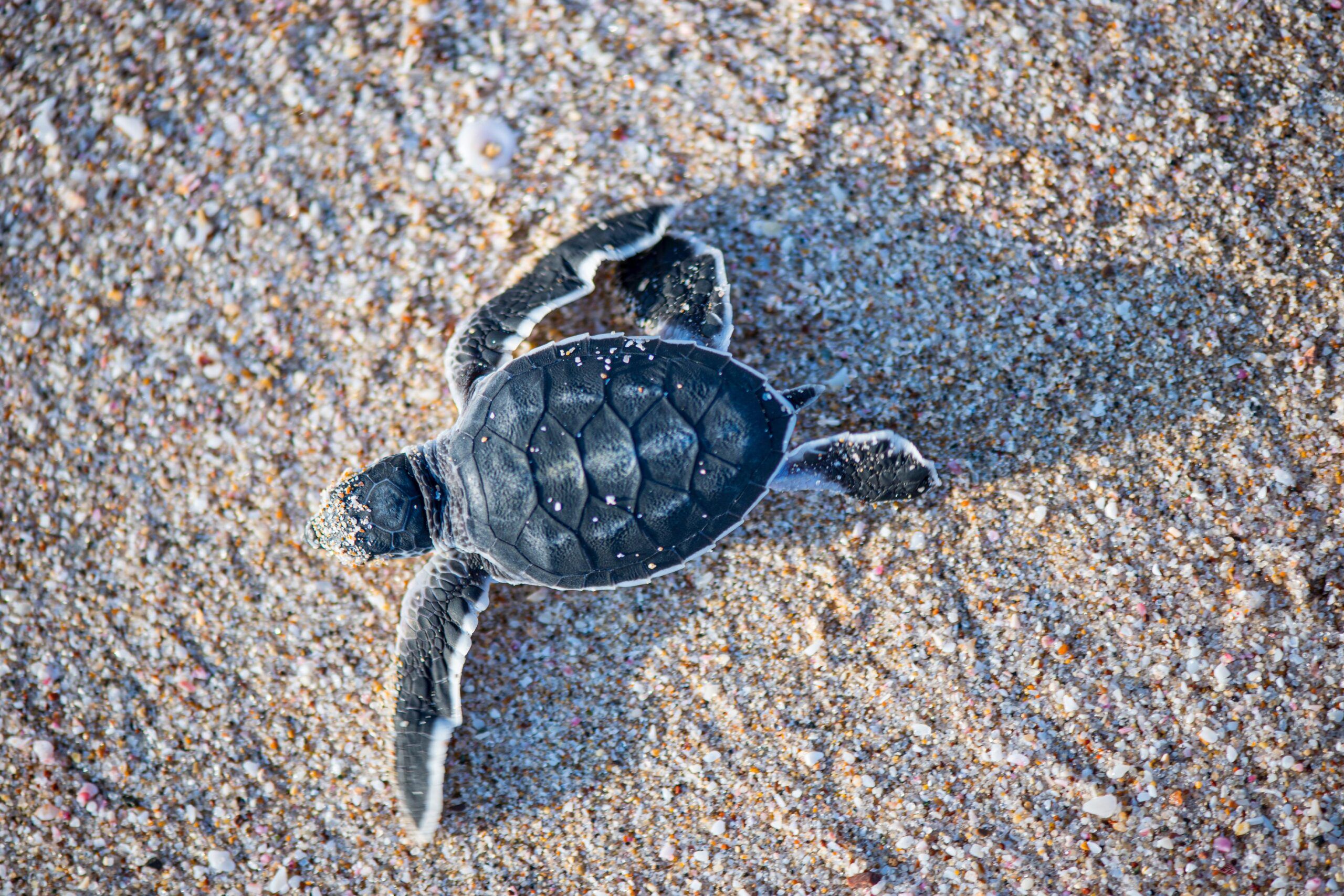 الأحد المقبل .. حلقة عمل لتنفيذ خطة محدثة لإدارة محمية السلاحف
