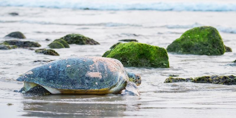 هيئة البيئة تنفذ مبادرة “مختبر تطوير خطة إدارة المحميات