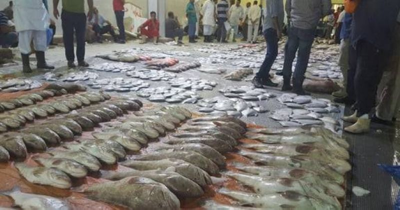 «مشارك زائر» شرط دخول مزاد السمك