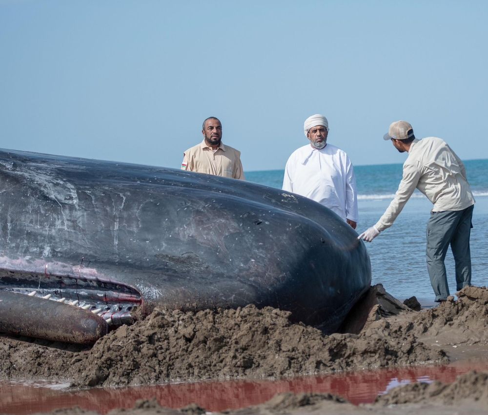 هيئة البيئة: نفوق “حوت العنبر” بولاية بركاء ناجمٌ عن ظروف طبيعية