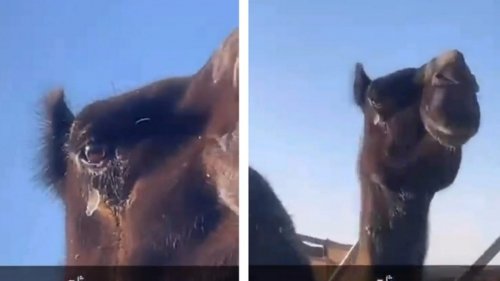 ظاهرة غريبة في حائل: دموع الإبل تتجمد وسط انخفاض حاد في درجات الحرارة