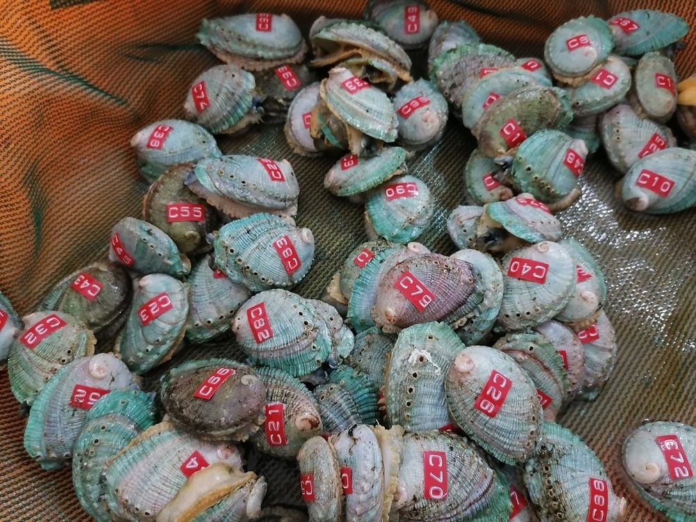 مبادرةٌ لتوطين 40 ألف زريعة من “الصفيلح” العُماني بظفار