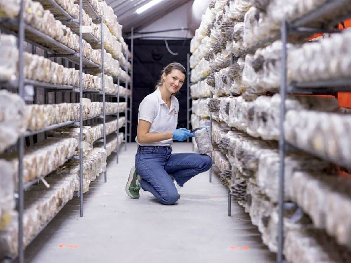 زراعة الفطر في الإمارات.. إبداعات مستدامة وسط الصحراء