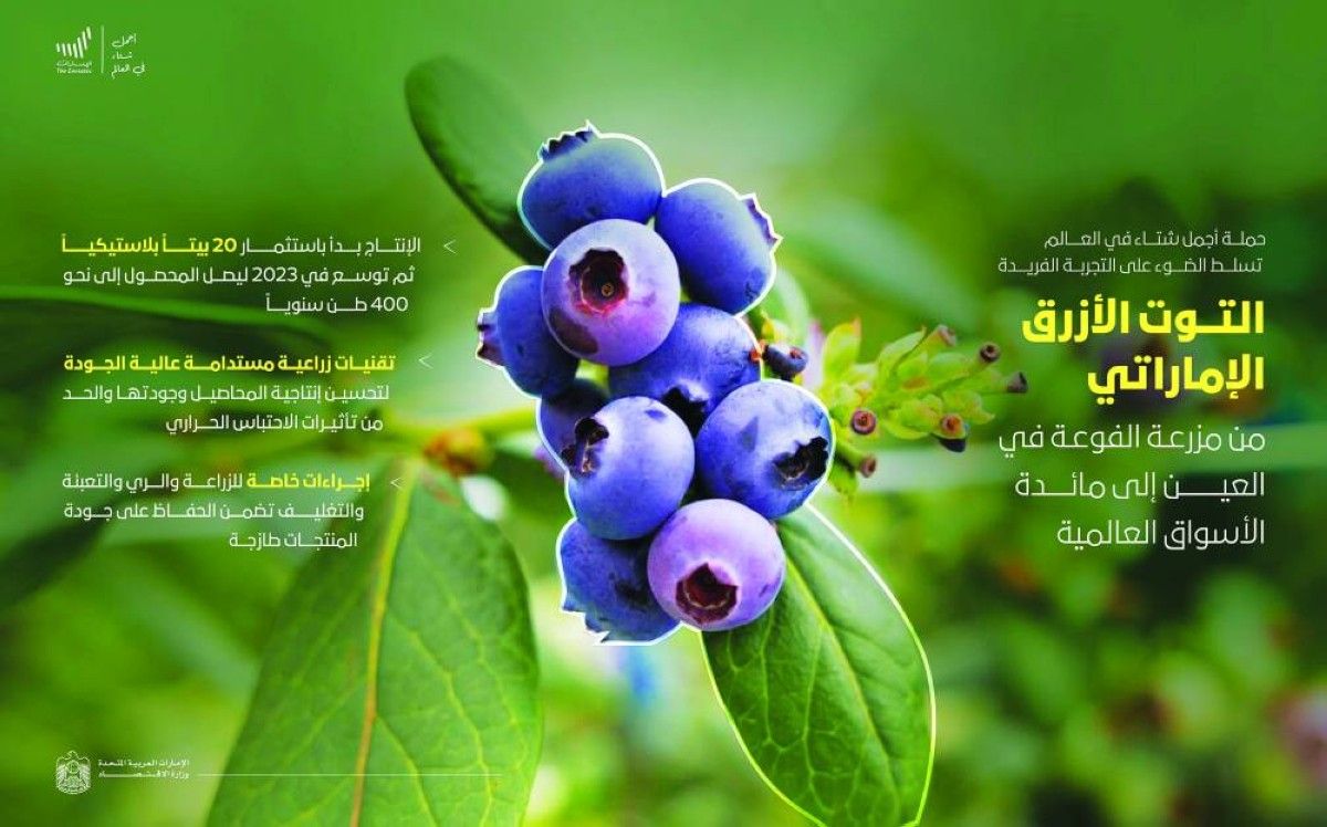 التوت الأزرق الإماراتي يلبي السوق المحلية وينطلق للعالمية