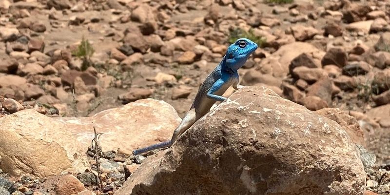 رصد 7 أنواع بمشروع مسح الزواحف البرية في شمال الشرقية