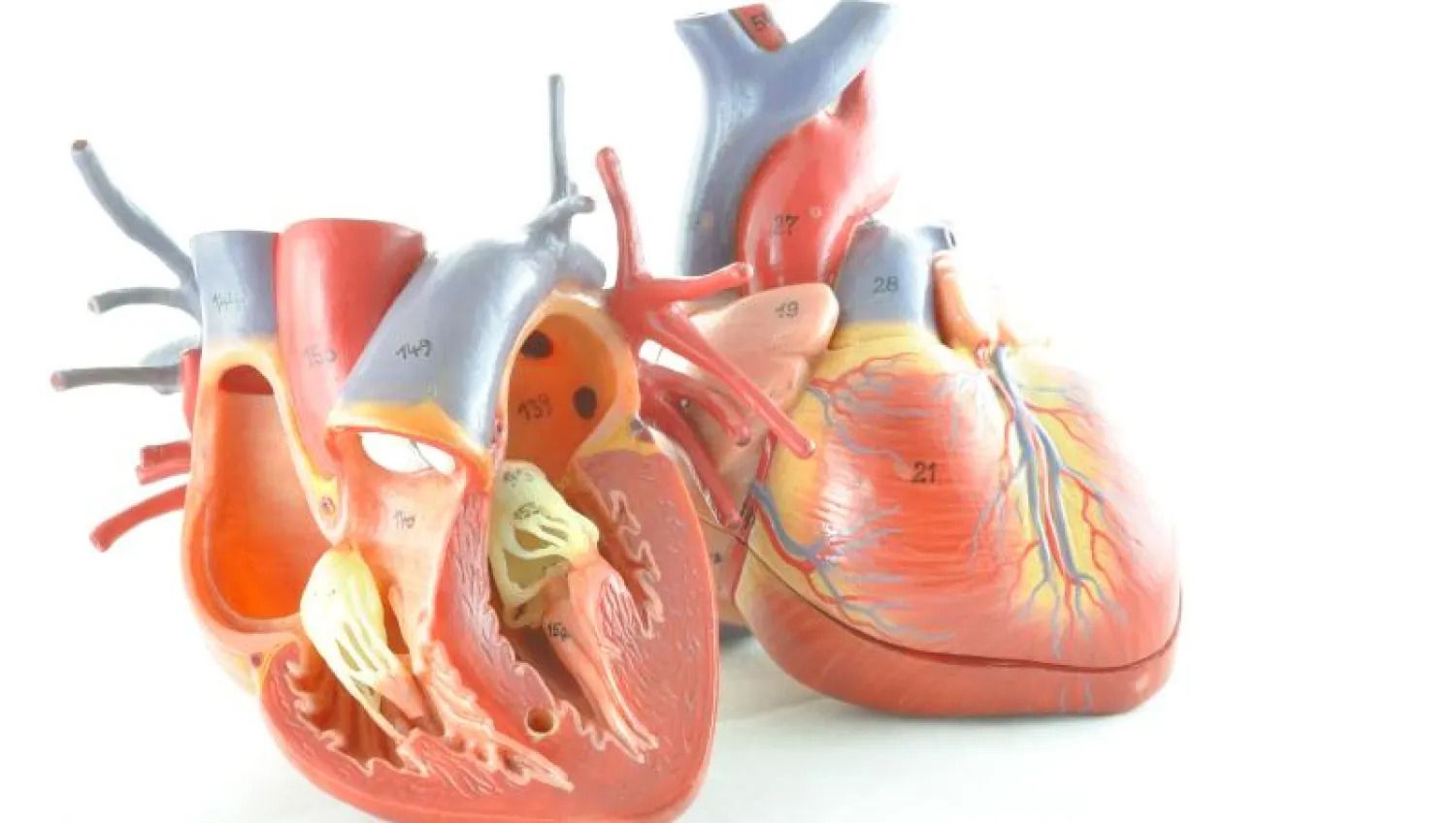 تكوين صمامات قلب طبيعية.. انجاز طبي يقوده مجدى يعقوب