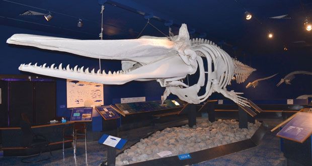 الأحد.. فتح أبواب متحف التاريخ الطبيعي للزوار