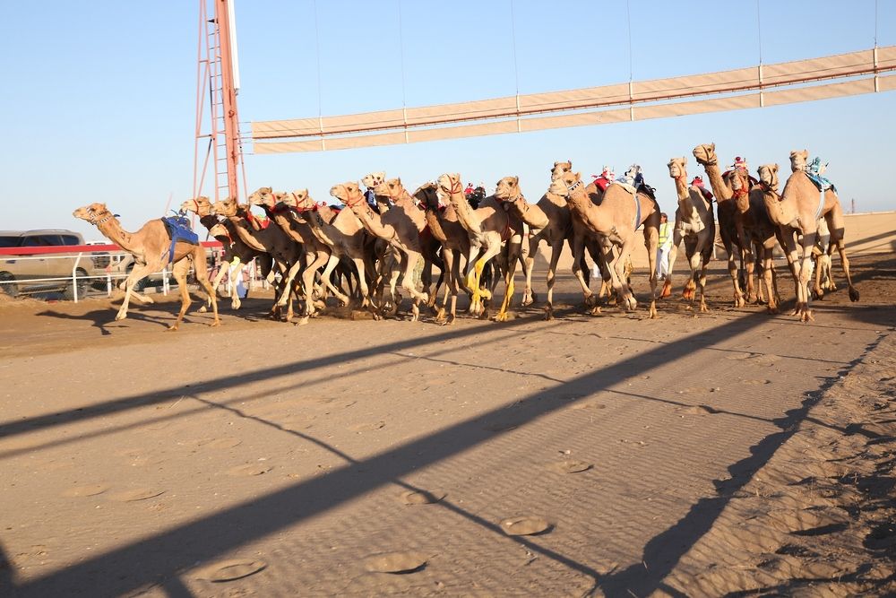 ختام منافسات السباق العام للهجن بولاية بركاء