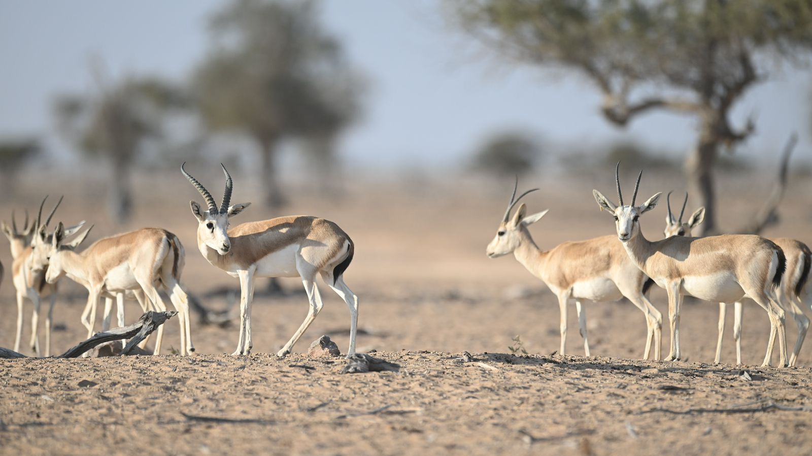 الخميس المقبل .. هيئة البيئة تدشن مشروع إعادة توطين غزال الريم