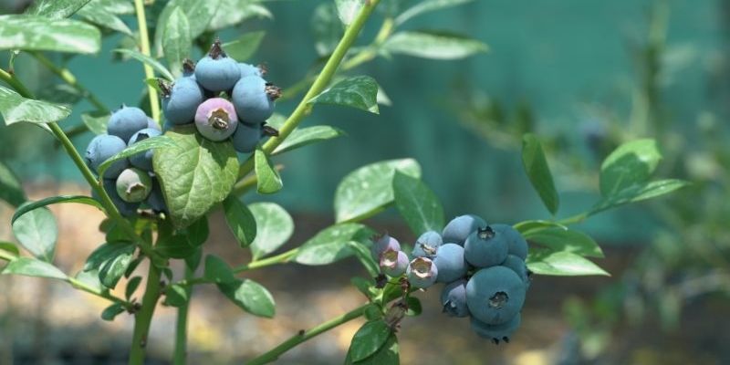 نجاح زراعة أشجار التوت الأزرق في ولاية الجبل الأخضر